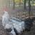 Hens/roosters for sale 14 thumbnail