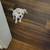 MINI LAB MIX ALMOST 2 MONTHS VERY SMART 150 REHOMING FEE OR BEST OFFER 1 thumbnail