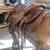 Earl Twist Saddle 5 thumbnail