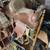 Kid saddle 1 thumbnail