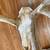 Evil Satanic Devil Elk Skull 6 thumbnail