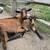 Goats 5 thumbnail