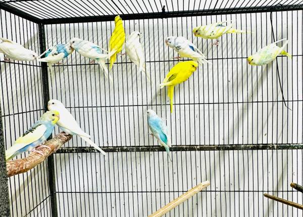 parakeets 1