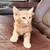 Kitten 2 thumbnail