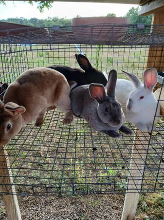 Rabbits for sale 1