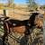 Nubian Goat Stud Service 1 thumbnail