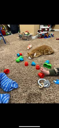 Orange tabby 1