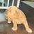Pups 2 thumbnail
