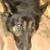 Immediate rehoming Male German Shepherd 3 thumbnail