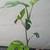Mini monstera 2 thumbnail