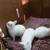 Bunnies 2 thumbnail
