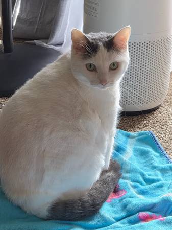 Gato gratuito para buen hogar (Kapolei)