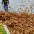 Leaf Removal, Fall Cleanup & Hauling | Homes, Strata & Commercial 5 thumbnail