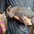 1 female Mini piglet left 2 thumbnail