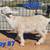 Nigerian Dwarf Goat Bottle Babies 6 thumbnail