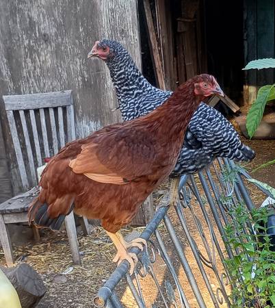 Chickens 1