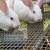 TAMUK Rabbits 2 thumbnail