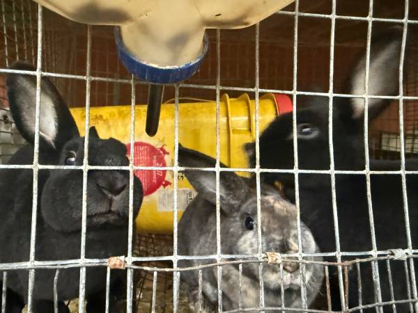 Mini Rex472045419055687681
