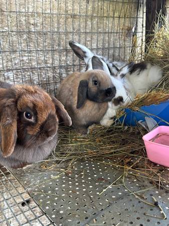 Holland Lops 1