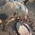 Gloucester Old Spot Boar – 1Year Old | Registered | Great Temperament 3 thumbnail