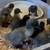 Ducklings 3 thumbnail