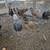 Chickens 3 thumbnail