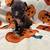 pitty puppys 1 thumbnail