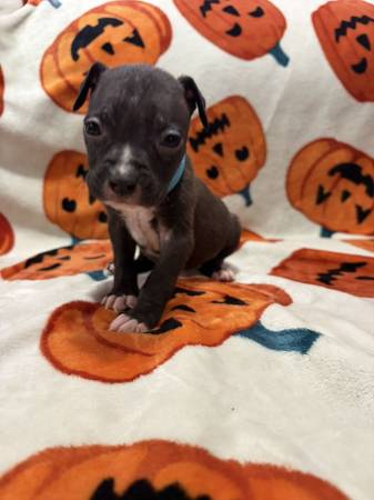 pitty puppys 1