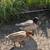 Duck Pair 5 thumbnail