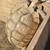 Tortoise 3 thumbnail