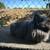 Bunny 3 thumbnail