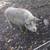 Mangalitsa piglets 3 thumbnail