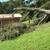 Torres Tree Service 3 thumbnail