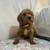 Cavapoo puppies 2 thumbnail