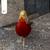 Red golden pheasant chicks 3 thumbnail