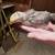 Chicks 2 thumbnail