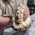 Female ball python and tank 4 thumbnail