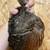 Java/Spalding Peachicks 2 thumbnail