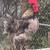 Rooster 1 thumbnail