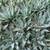 Aloe Vera (Big, Healthy) 2 thumbnail