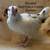 Bantam Chickens! 8 thumbnail