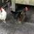 7 Hens 1 thumbnail