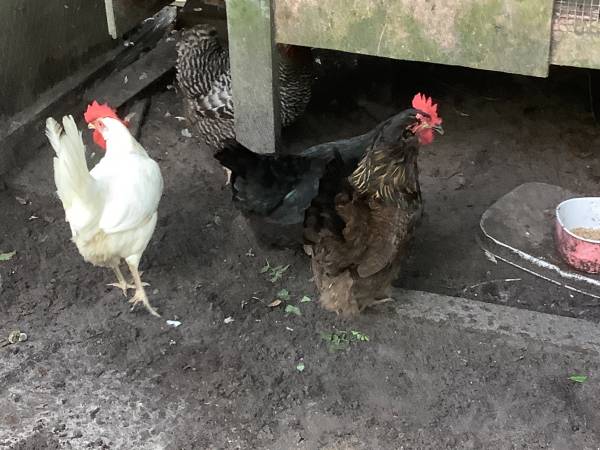 7 Hens 1