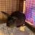 Rabbits 4 thumbnail
