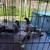 Pigeons 6 thumbnail