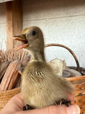 Ducklings 1