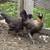 Ameraucana chickens pullets 4 thumbnail