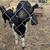 Boer bucklings 3 thumbnail