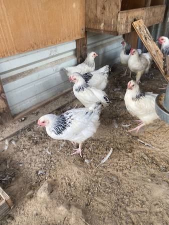 Pullets for sale 1