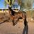 11 year old draft cross gelding horse 3 thumbnail